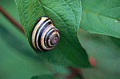 Brown Lipped Snail