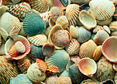 Bivalve shells