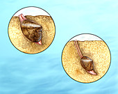 Burrowing clams