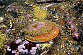 Sea Scallop (Placopecten magellanicus)