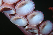 Octopus Suction Cups