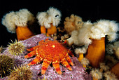 Spiny Sunstar (Crossaster papposus)