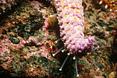 Sea star with extended tube feet