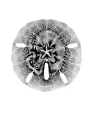 X-ray of Sand Dollar