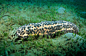 Three-Rowed Sea Cucumber