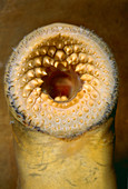 Lamprey's mouth