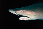 Head of a sand tiger shark (Odontaspis taurus)
