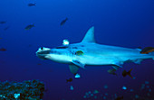 Hammerhead Shark at cleaning station