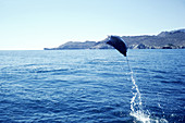 Manta ray above Sea of Cortez,Mexico