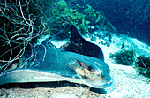 Bat Ray off California