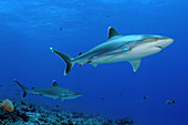 Silvertip Sharks