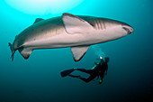 Diver with Sand Tiger Shark