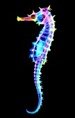 False-colour X-ray of a seahorse,Hippocampus sp