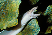 Unicolour snake moray eel