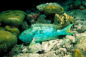 Stoplight parrotfish asleep
