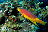 Spanish hogfish