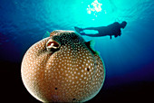Pufferfish and diver