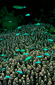 Blue-green chromis fish