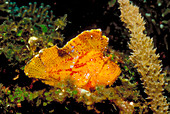 Sailfin leaffish