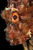 Scorpionfish with nudibranch
