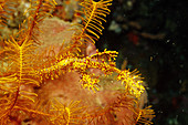 Ornate Ghost Pipefish