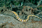 Shortfin Pipefish (Cosmocampus elucens)