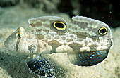 Twinspot Goby