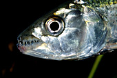 Tigerfish head