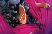 Anemonefish