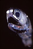 Bioluminescent Deep-sea Lanternfish