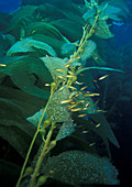 Senorita Fish in Kelp Forest