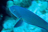 'Parrotfish (Scarus sp.),Great Barrier Reef'
