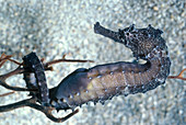 Pregnant Male Seahorse