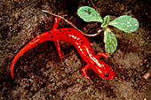 Mud salamander