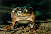 Water-holding frog (Cyclorama platycephalus)