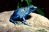 Poison dart frog