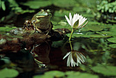 Bullfrog and a water lily
