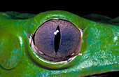 Tree frog eye