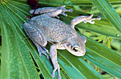 Cuban Tree Frog