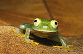 Glass Frog