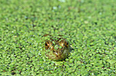 American bullfrog in duckweed