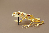 Skeleton of California red-legged frog