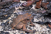 Sharp-nosed toad