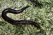 Two-Toed Amphiuma