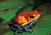 Poison Dart Frog