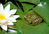Ramsey Canyon Leopard Frog