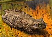 Giant Broad-headed Treefrog