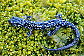 Kentucky Salamander