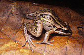Bolivian White-Lipped Frog
