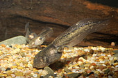 Great Basin Spadefoot Toad tadpole (2 of 5)